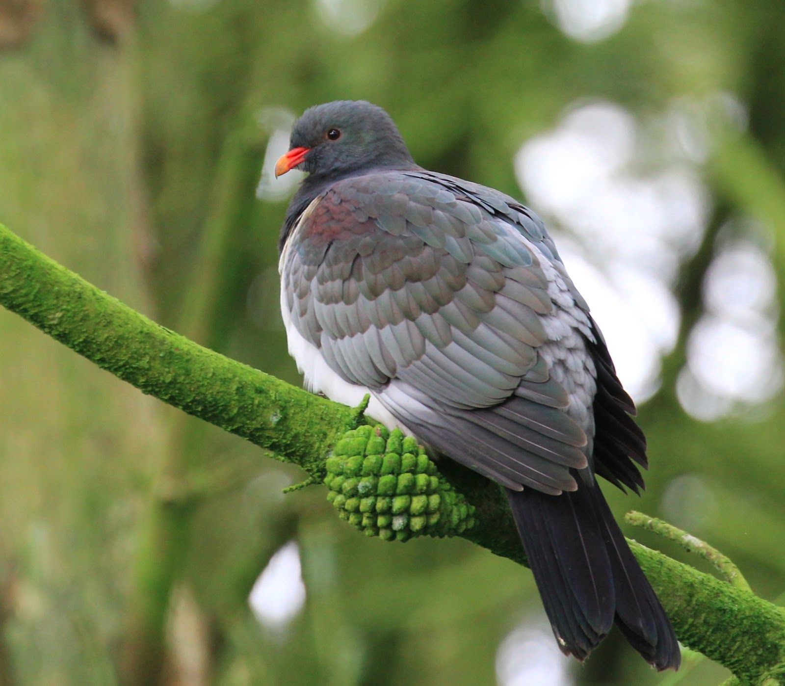 Image of Chatham Pigeon