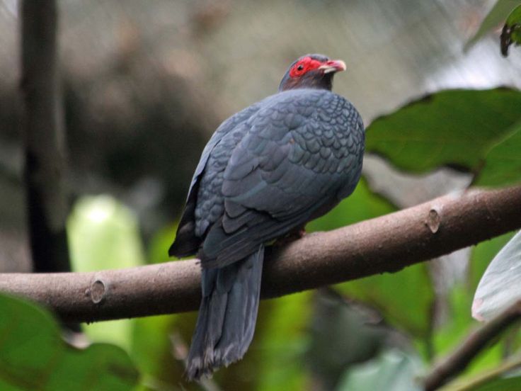 Image of Papuan Mountain-pigeon