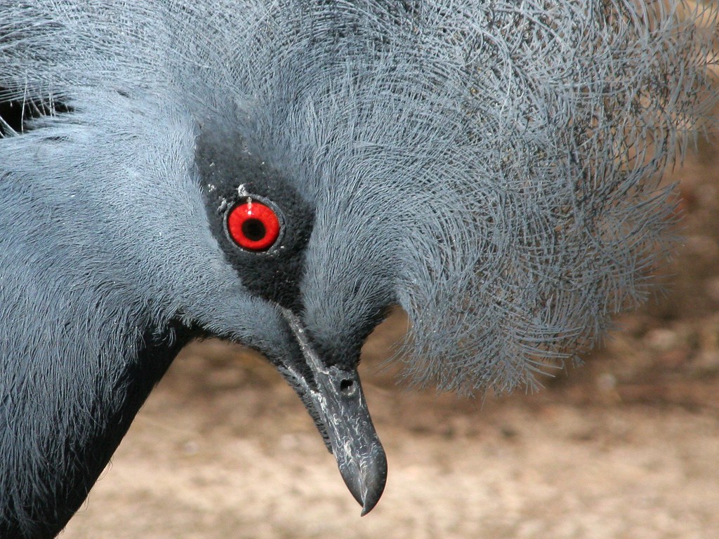 Image of Western Crowned-pigeon