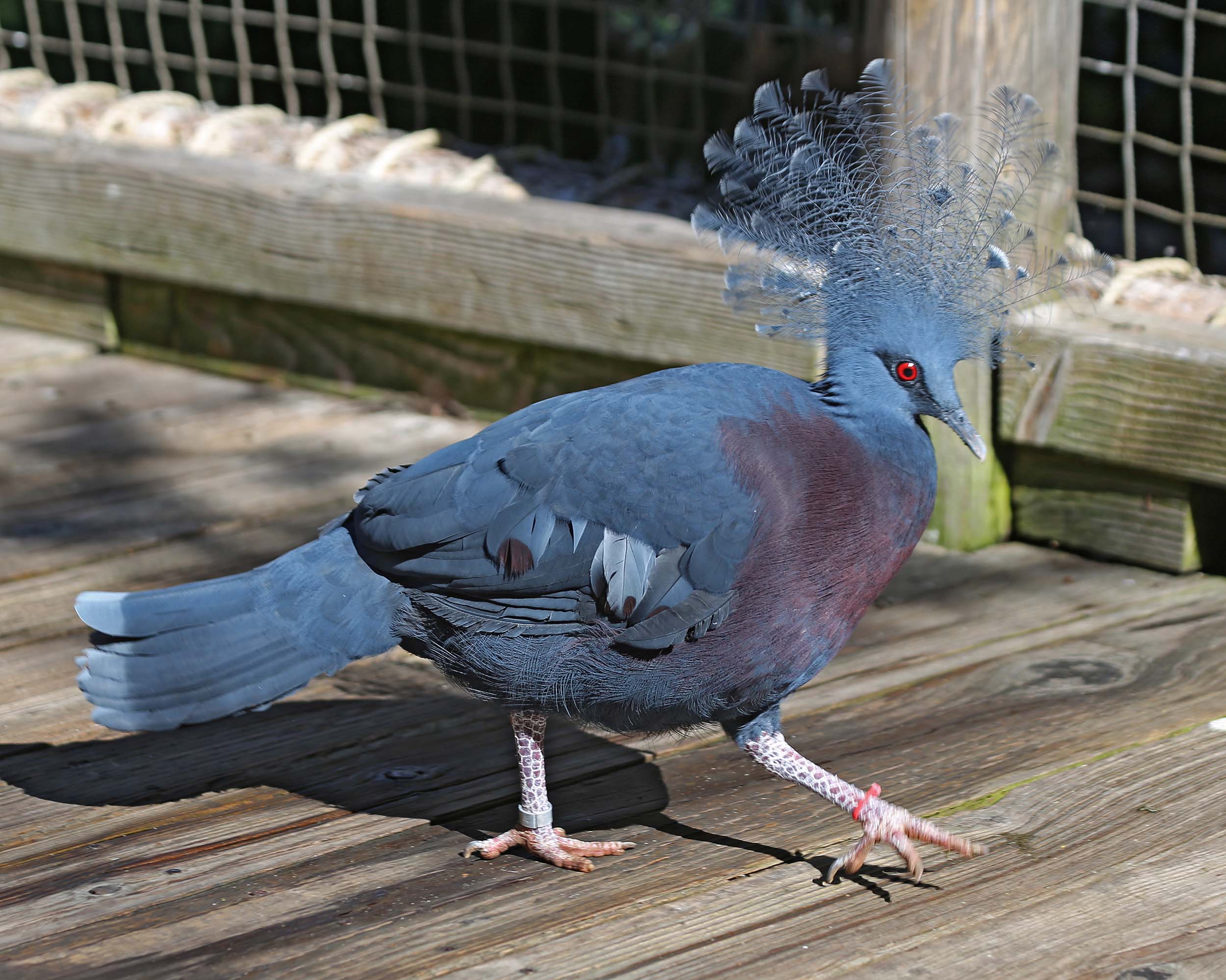Image of Victoria Crowned-pigeon