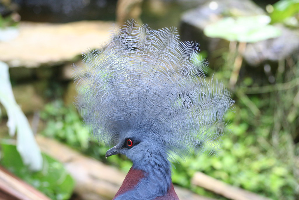 Image of Scheepmaker's Crowned-pigeon