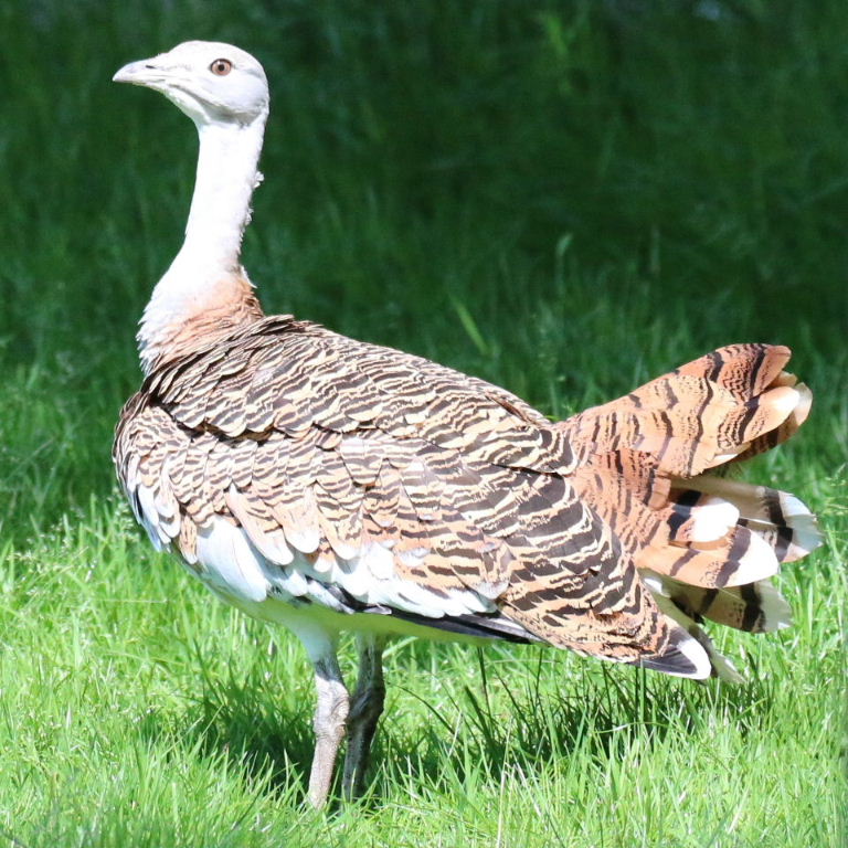 Image of Great Bustard