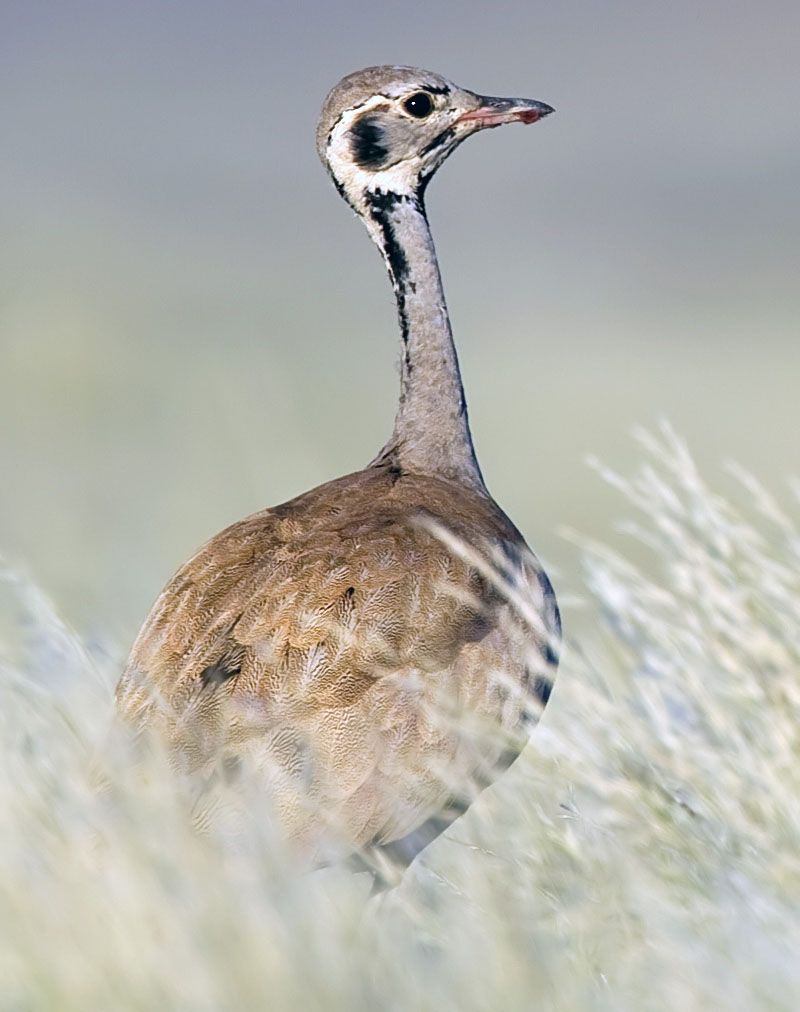 Image of Ruppell's Bustard