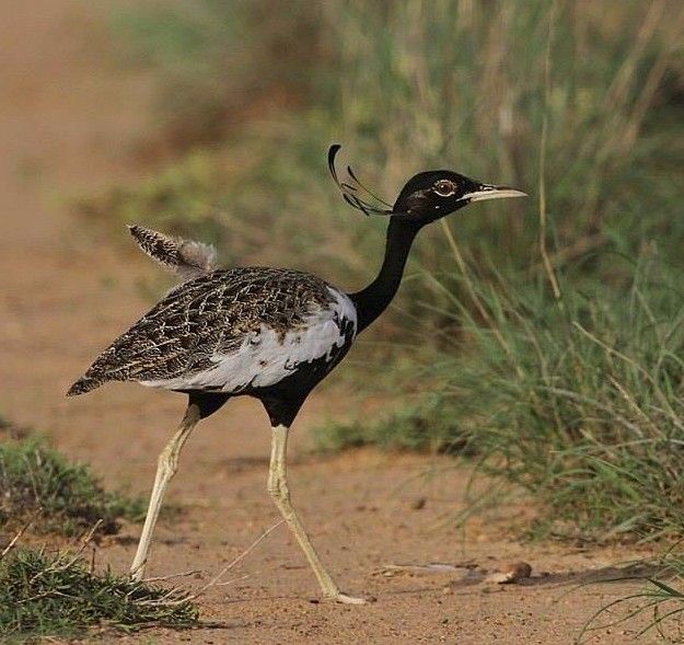 Image of Bengal Florican