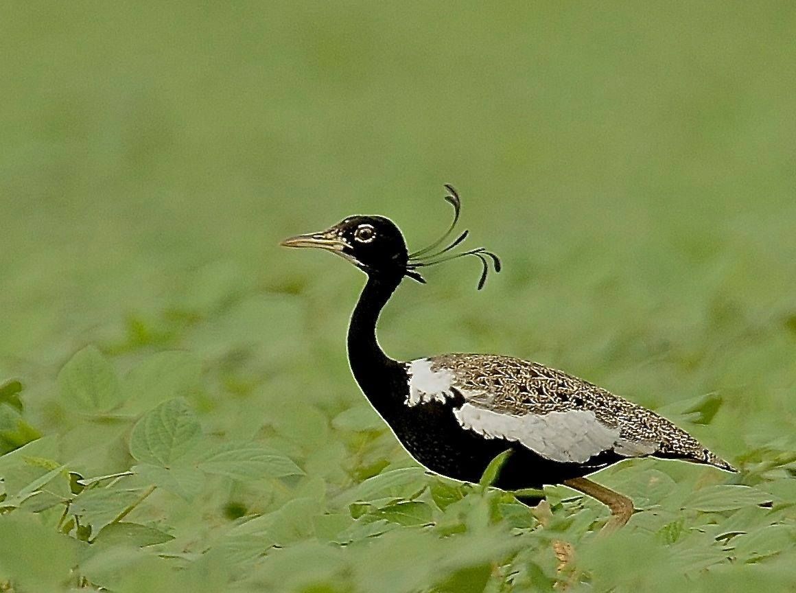 Image of Lesser Florican