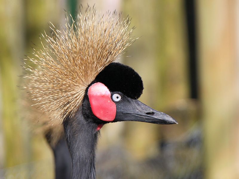 Image of Black Crowned-crane