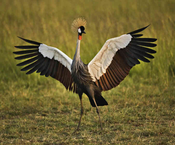Image of Grey Crowned-crane
