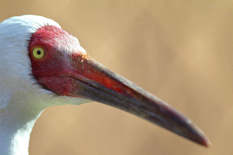 Image of Siberian Crane