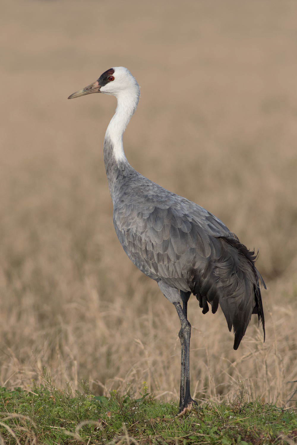 Image of Hooded Crane