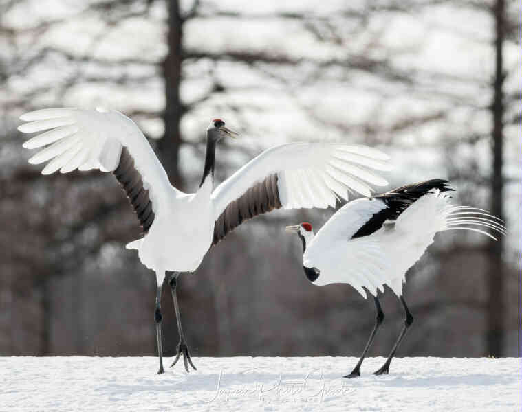 Image of Red-crowned Crane