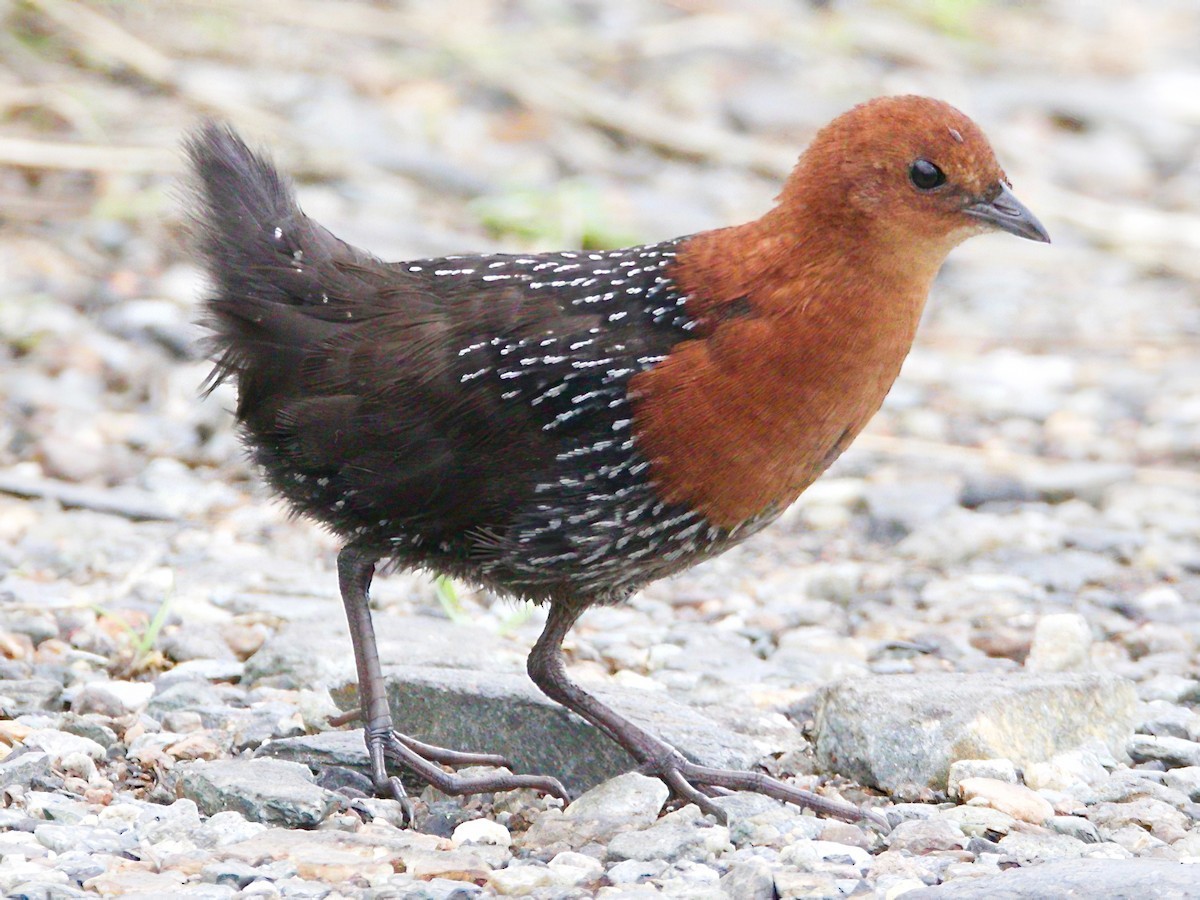 Image of Red-chested Flufftail