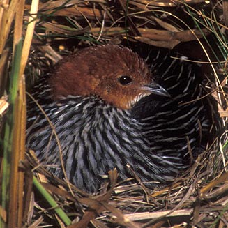 Image of Striped Flufftail
