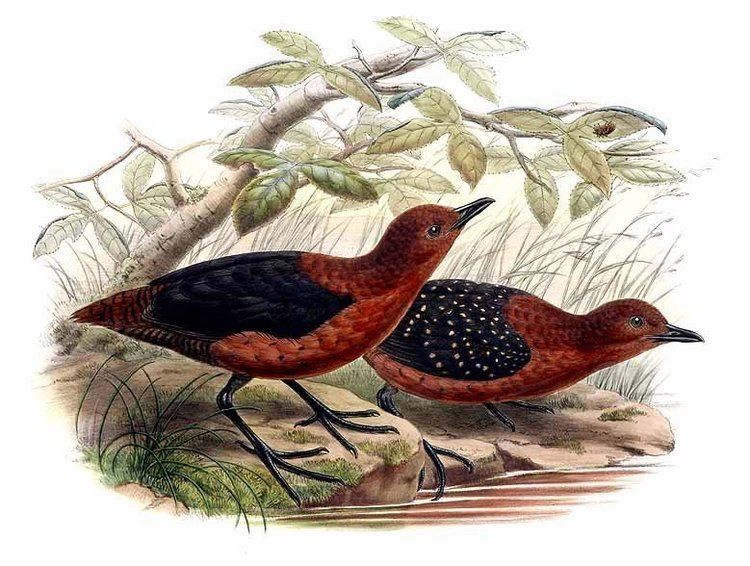 Image of Forbes's Forest-rail