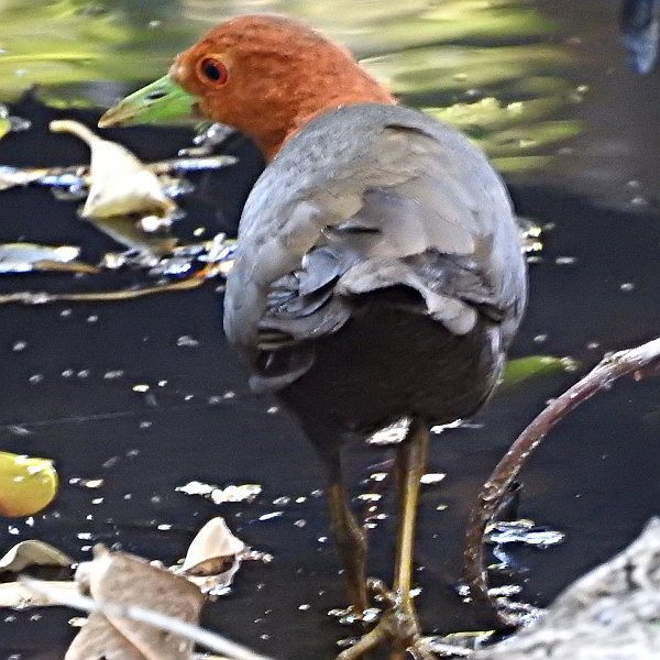 Image of Red-necked Crake