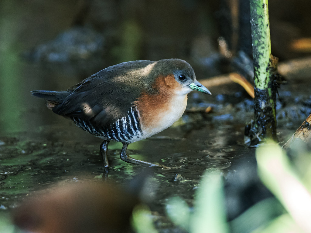 Image of Rufous-sided Crake
