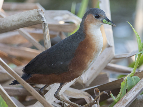 Image of Rusty-flanked Crake