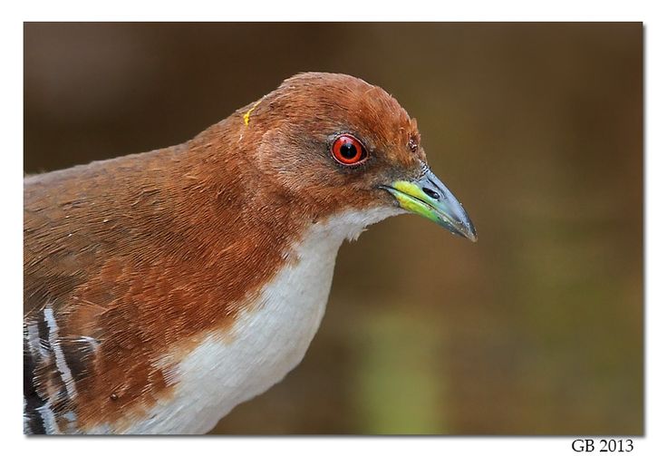 Image of Red-and-white Crake