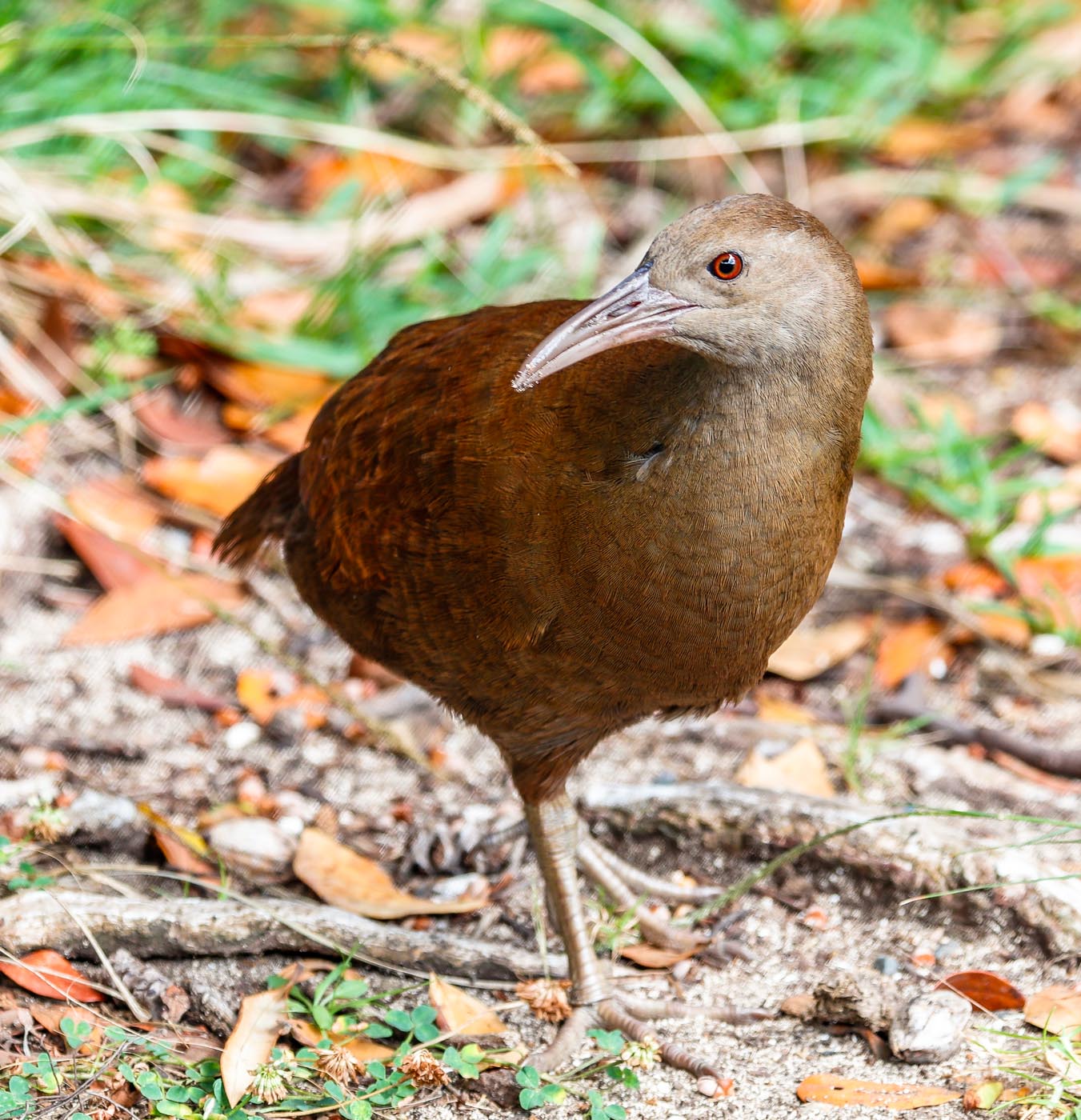 Image of Lord Howe Woodhen