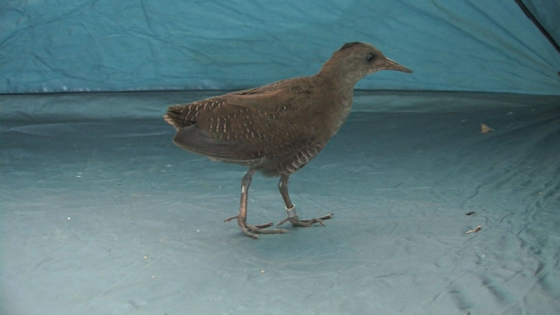 Image of Brown-banded Rail