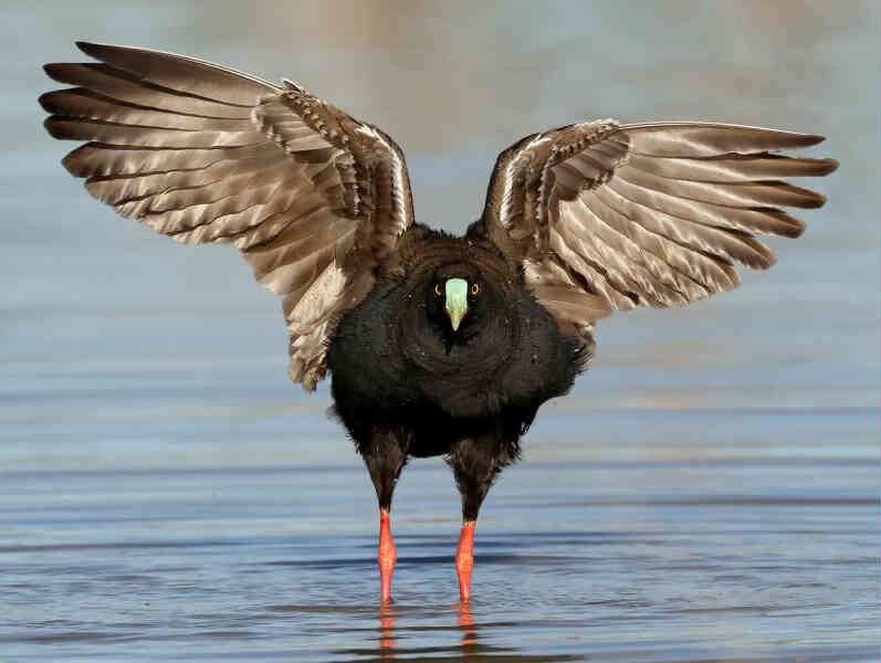 Image of Black-tailed Native-hen