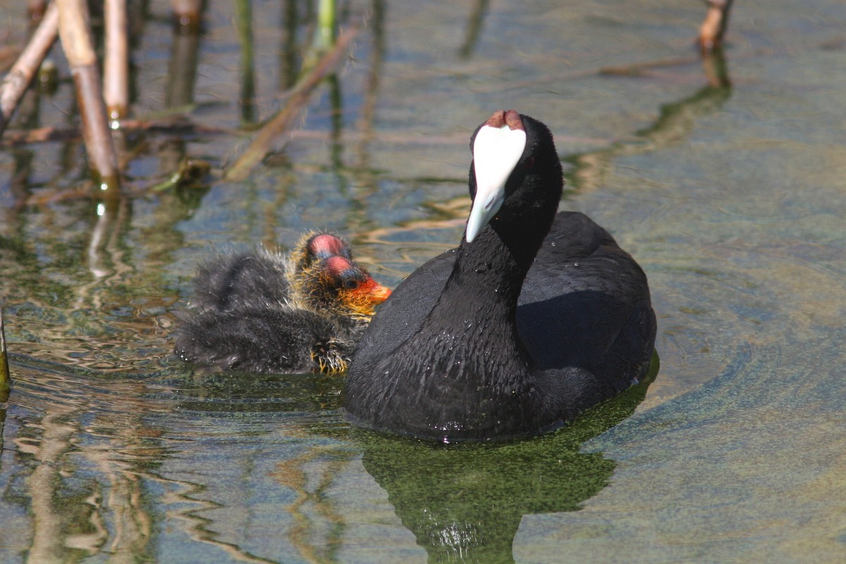 Image of Red-knobbed Coot