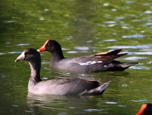 Image of Caribbean Coot