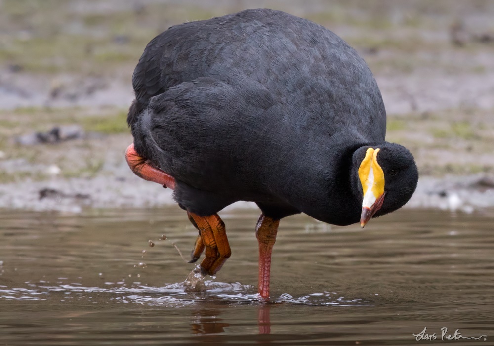 Image of Giant Coot