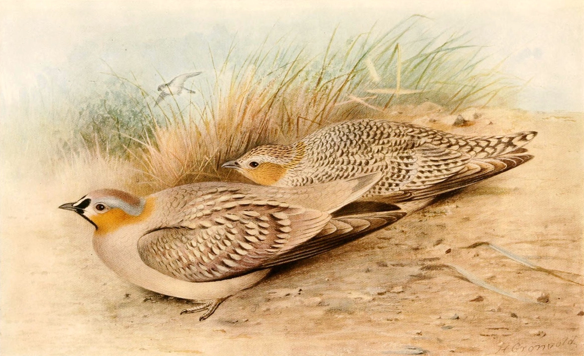 Image of Crowned Sandgrouse