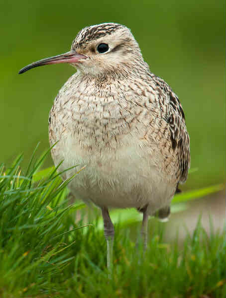 Image of Little Curlew