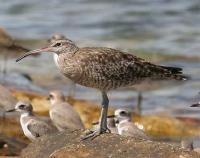 Image of Whimbrel