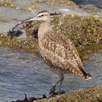 Image of Hudsonian Curlew