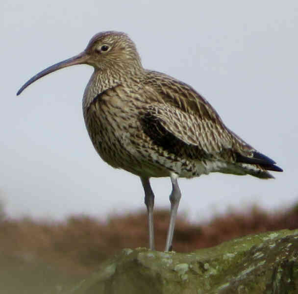 Image of Eurasian Curlew