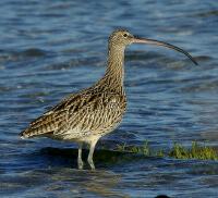 Image of Far Eastern Curlew