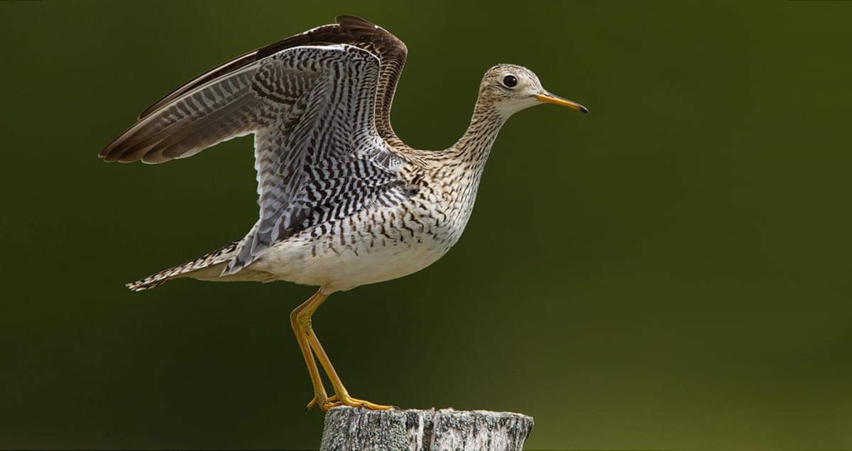 Image of Upland Sandpiper