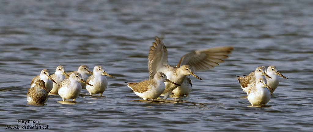 Image of Spotted Greenshank