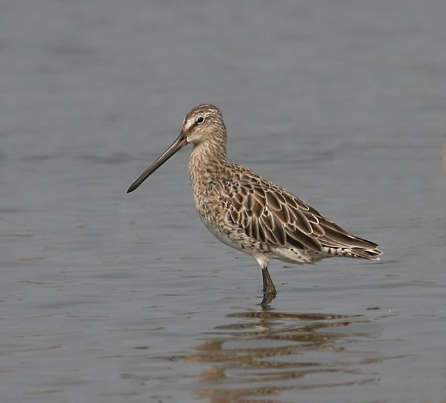 Image of Asian Dowitcher