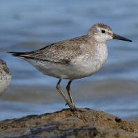 Image of Red Knot (Non-breeding)