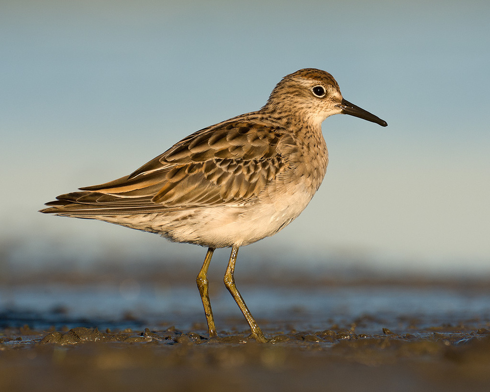 Image of Sharp-tailed Sandpiper