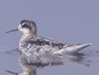 Image of Red-necked Phalarope (Male - Partial breeding plumage)