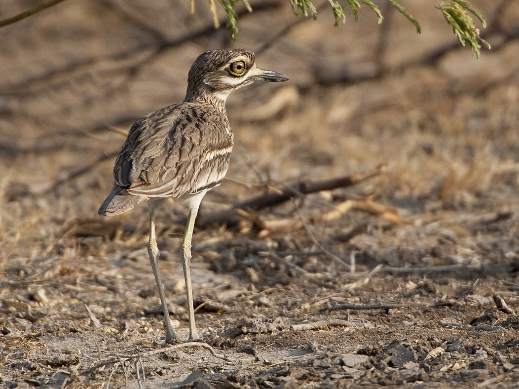 Image of Eurasian Thick-knee