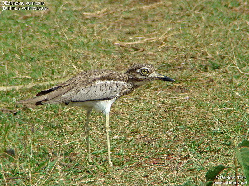 Image of Water Thick-knee