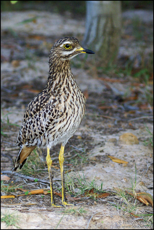 Image of Spotted Thick-knee