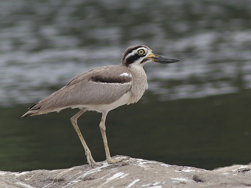 Image of Great Thick-knee