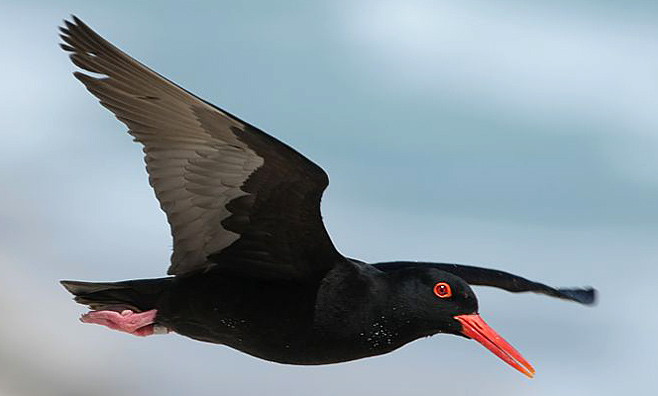 Image of African Oystercatcher
