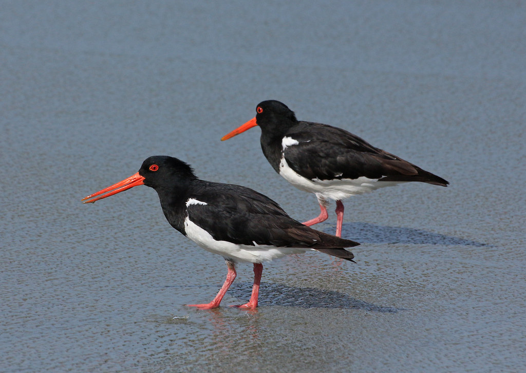 Image of South Island Pied Oystercatcher