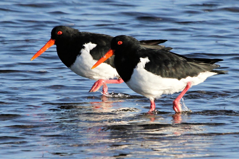 Image of Pied Oystercatcher