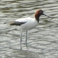 Image of Red-necked Avocet