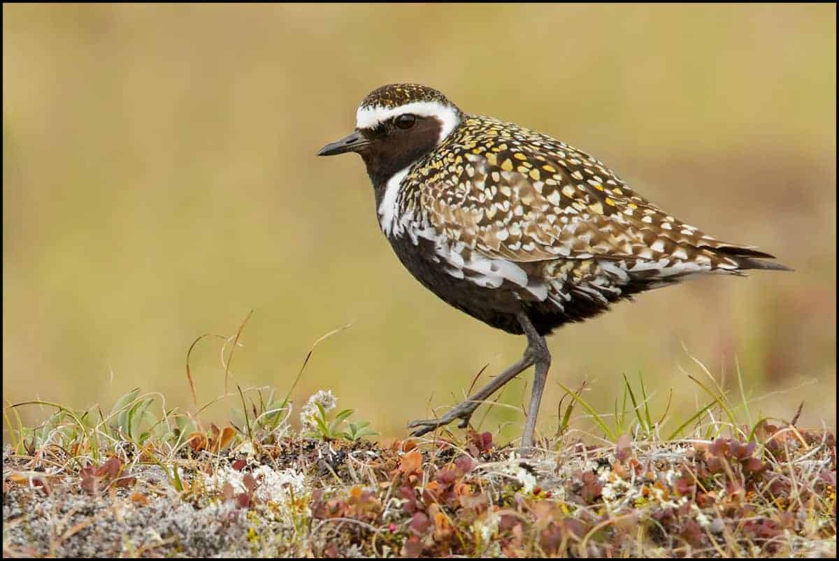 Image of Pacific Golden-Plover