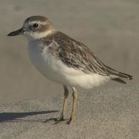 Image of Southern Red-breasted Plover (Non-breeding plumage)