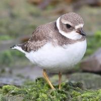 Image of Semipalmated Plover (Non-breeding plumage)